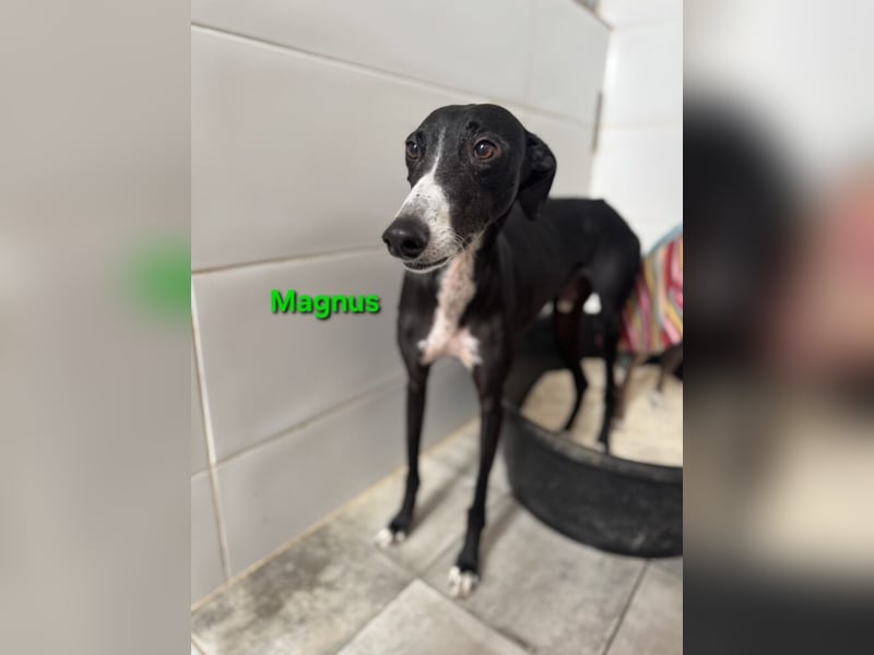 Magnus geb. 06/2019 (ESP) - edler Galgorüde. Ein echter Schatz sucht sein Körbchen!