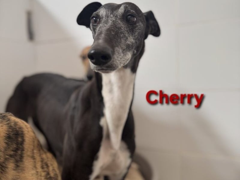 Cherry geb. 10/2021 (ESP) - wunderschöne, soziale Galga sucht ihre Menschen!