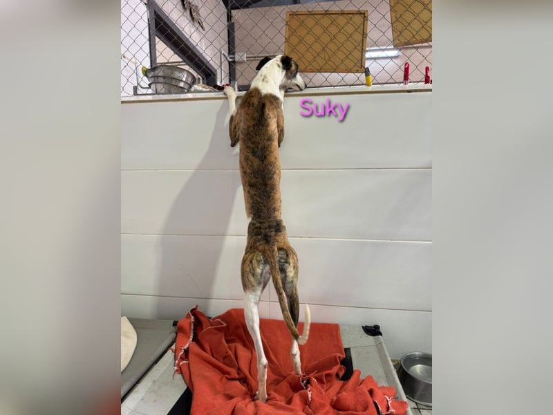 Suky geb. 02/2023 (ESP) - fröhliche und liebevolle Galgo Espanol Hündin sucht eine Familie!