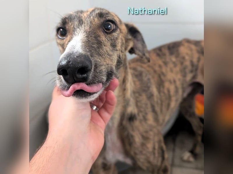 Nathaniel geb. 07/2021 (ESP) - lieber, ausgeglichener und verschmuster Galgo!