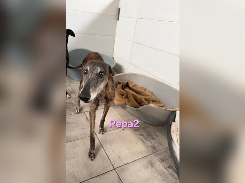 Pepa2 geb. 01/2015 (ESP) - sanfte, soziale Galga verdient endlich ein schönes Leben!
