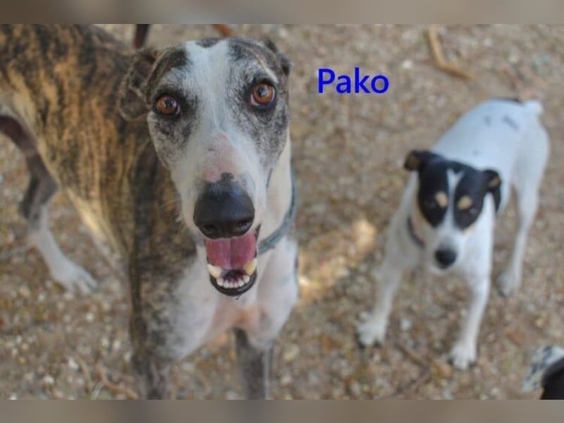 Pako geb. 07/2022 (ESP) - unheimlich lieber, fröhlicher Traumgalgo sucht ebensolche Menschen!