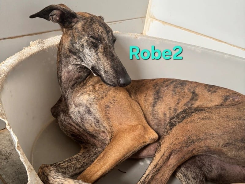 Robe geb. 07/2024 (ESP) - schüchterner Galgo möchte endlich sein Potenzial leben!