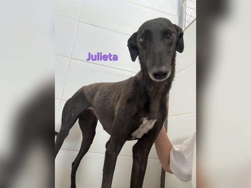 Julieta geb. 05/2024 (ESP) - fröhliche, wunderschöne Galga. Ein echter Sonnenschein!