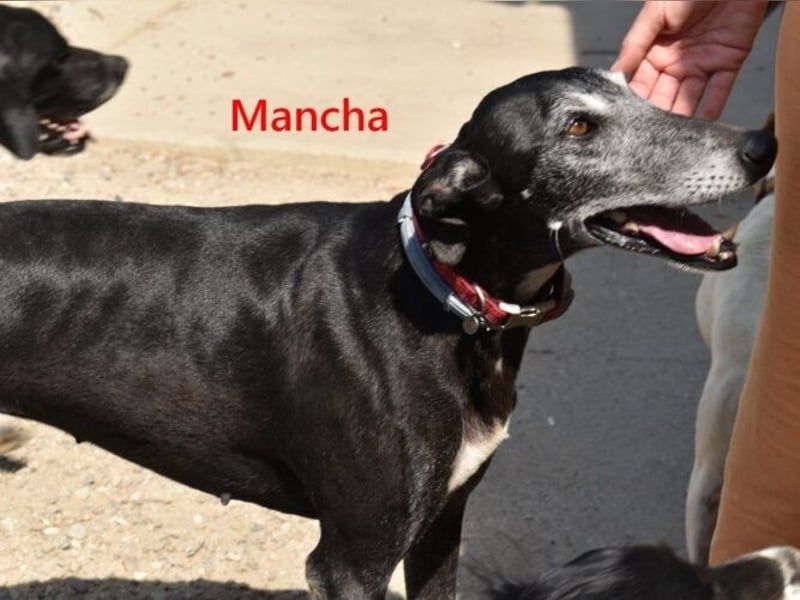 Mancha geb. 06/2019 (ESP) - liebevolle, zärtliche Galga sucht ihre Menschen!