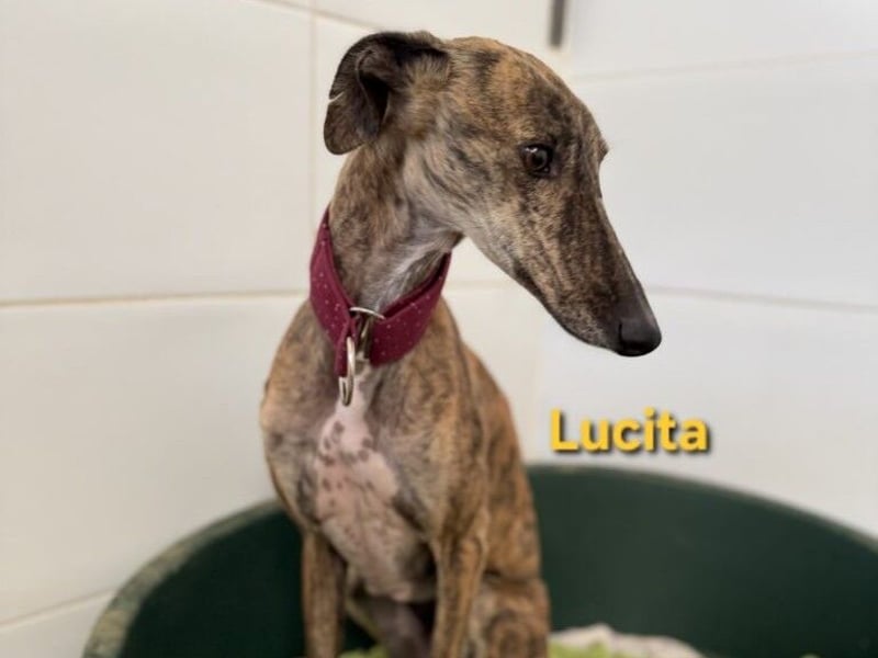 Lucita geb. 03/2022 (ESP) - sanfte und ruhige Galga sucht ihr Körbchen!