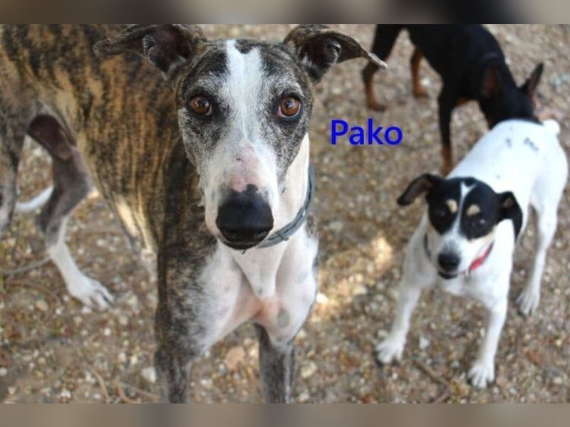 Pako geb. 07/2022 (ESP) - unheimlich lieber, fröhlicher Traumgalgo sucht ebensolche Menschen!