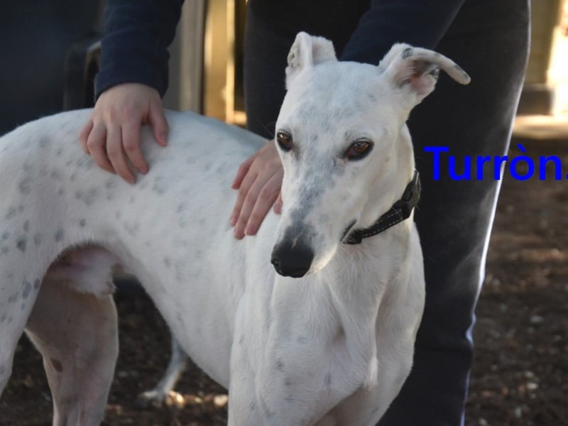 Turròn3 geb. 06/2022 (ESP) - außergewöhnlich schöner und liebevoller Galgo!