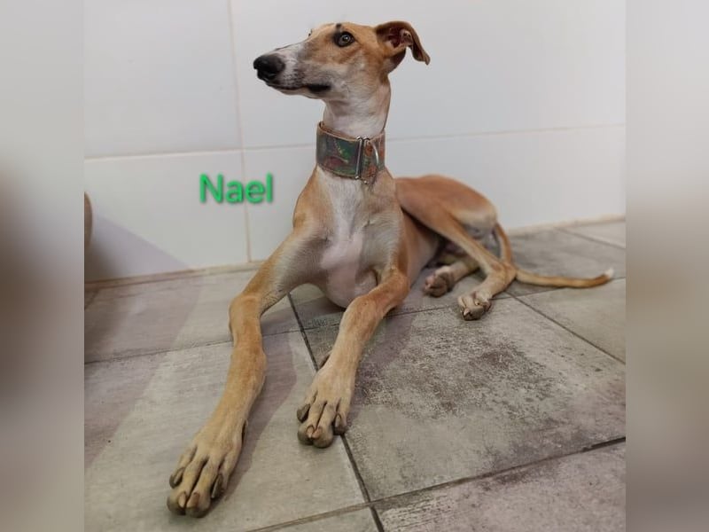 Nael geb. 11/2023 (ESP) - edler, sensibler und wunderschöner Galgo!
