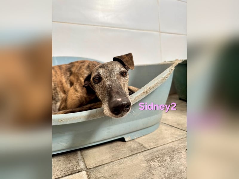 Sidney2 geb. 04/2019 (ESP) - menschenbezogene Galga sucht ihr Für-immer-Körbchen!