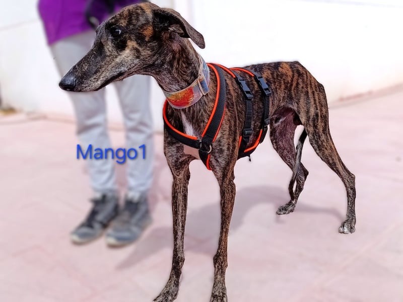 Mango1 geb. 09/2022 (ESP) - sanfter Galgo auf der Suche nach dem Glück!