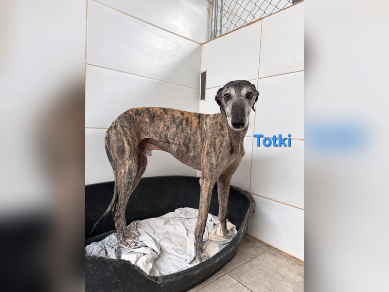 Totki geb. 06/2023 (ESP) - sanfter, feinfühliger Galgo der Herzen leise berührt!