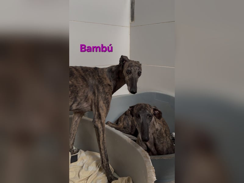 Bambú geb. 08/2019 (ESP) - diese sanfte Galga sucht erfahrene Menschen!