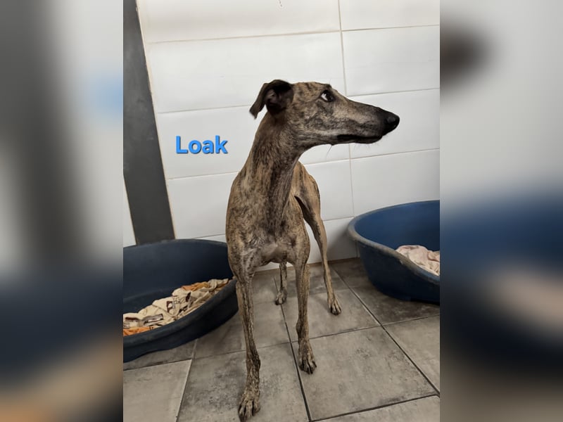 Loak geb. 08/2022 (ESP) - sanfter, wunderschöner Galgo sucht seine Menschen!