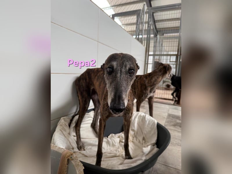 Pepa2 geb. 01/2015 (ESP) - sanfte, soziale Galga verdient endlich ein schönes Leben!