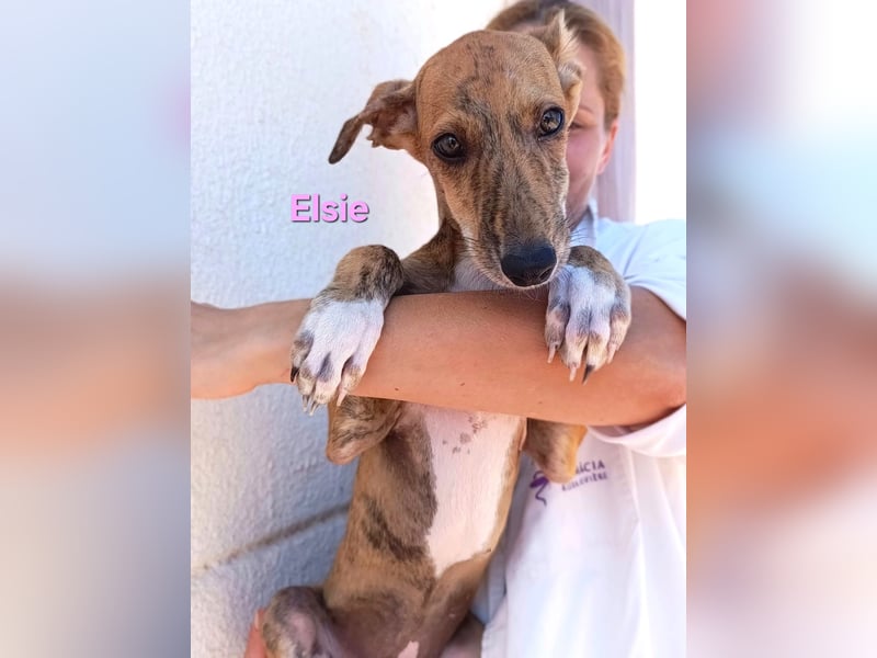 Elsie geb. 06/2026 (ESP) - verspielte Galgowelpin will die Welt entdecken!
