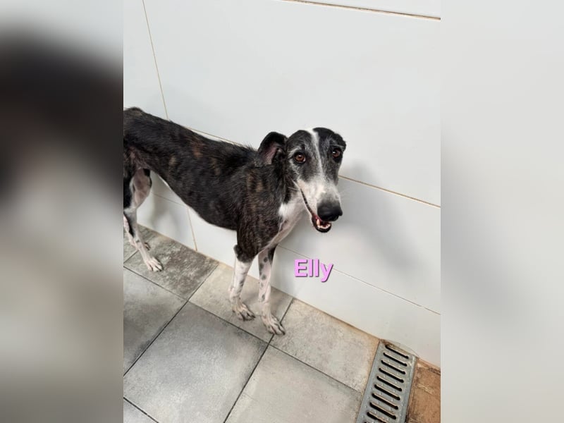 Elly geb. 07/2020 (in Deutschland) - liebevolle, verspielte Rauhhaargalga!