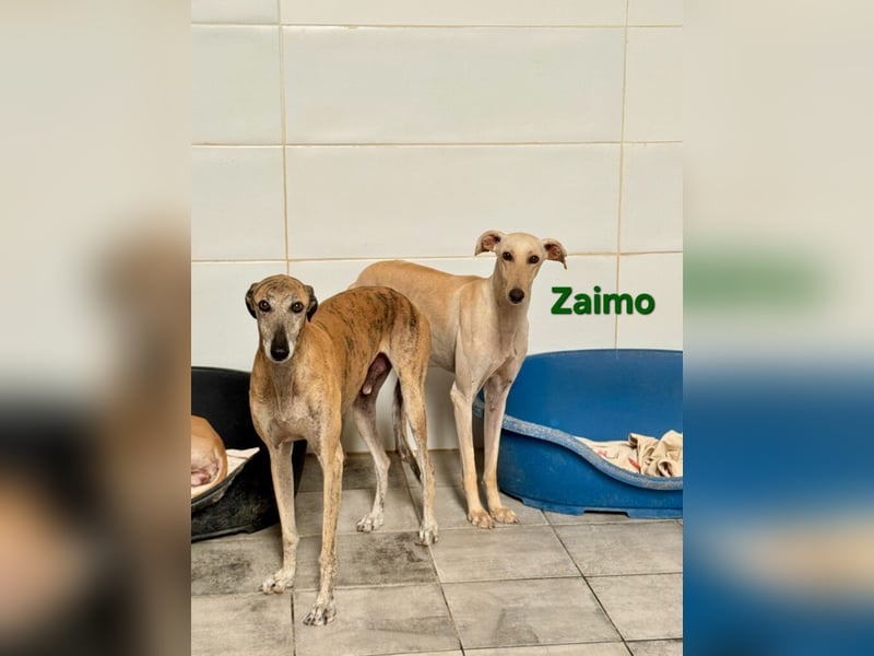 Zaimo geb. 10/2023 (ESP) - schüchterner, wunderschöner Galgo sucht erfahrene Menschen!