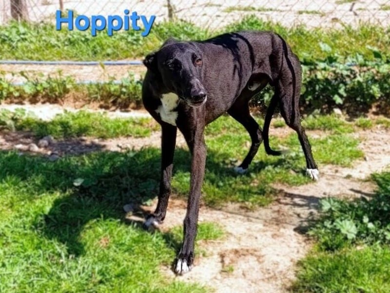 Hoppity geb. 04/2023 (ESP) - freundlicher Galgo sucht seine Familie mit Hundekumpel!