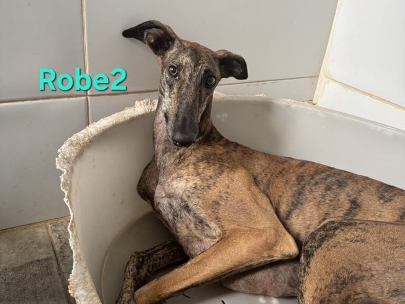 Robe geb. 07/2024 (ESP) - schüchterner Galgo möchte endlich sein Potenzial leben!