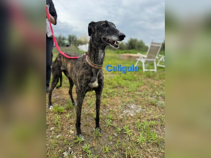 Caligula geb. 12/2020 (ESP) - eleganter, ganz besonderer Galgo!