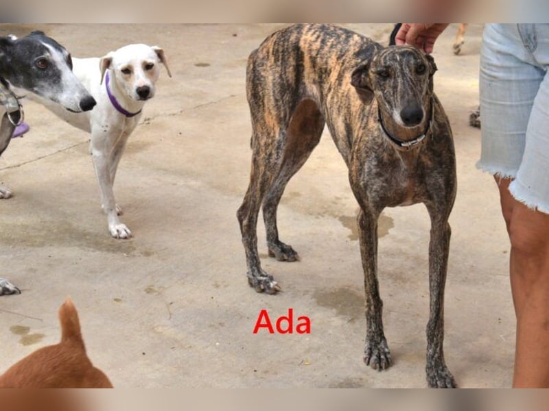 Ada geb. 07/2024 (ESP) - menschenbezogene, sanfte Galga!