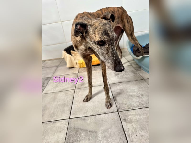 Sidney2 geb. 04/2019 (ESP) - menschenbezogene Galga sucht ihr Für-immer-Körbchen!
