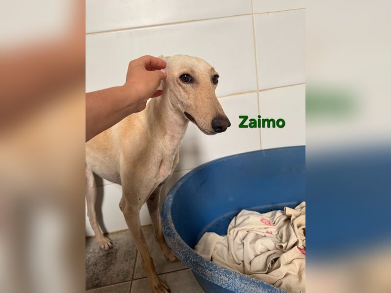 Zaimo geb. 10/2023 (ESP) - schüchterner, wunderschöner Galgo sucht erfahrene Menschen!