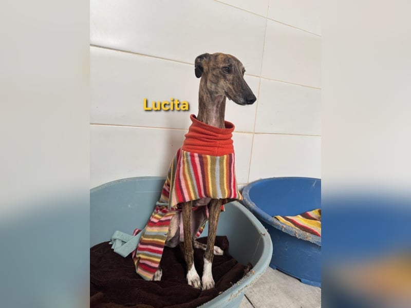 Lucita geb. 03/2022 (ESP) - sanfte und ruhige Galga sucht ihr Körbchen!