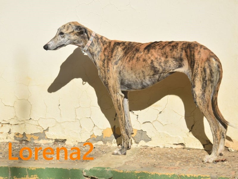 Lorena2 geb. 08/2023 (ESP) - total liebe und verschmuste Galga sucht ihr Glück!