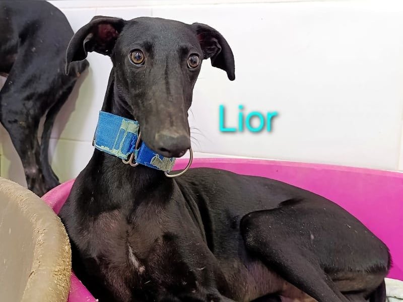 Lior geb. 11/2023 (ESP) - zärtlicher und unterwürfiger Galgo!