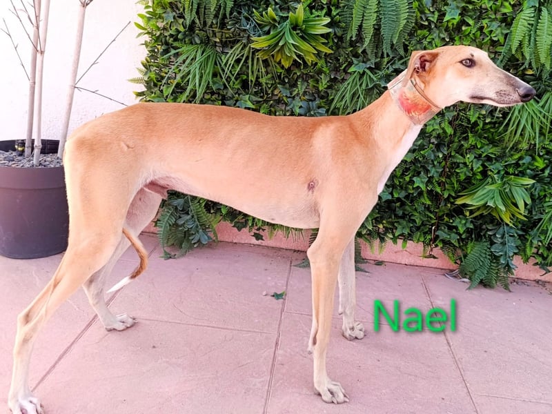 Nael geb. 11/2023 (ESP) - edler, sensibler und wunderschöner Galgo!
