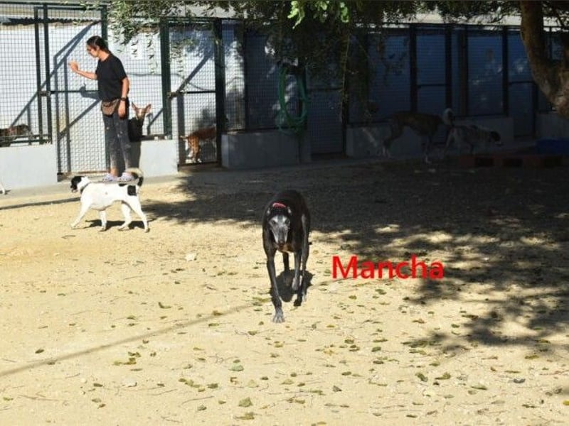 Mancha geb. 06/2019 (ESP) - liebevolle, zärtliche Galga sucht ihre Menschen!
