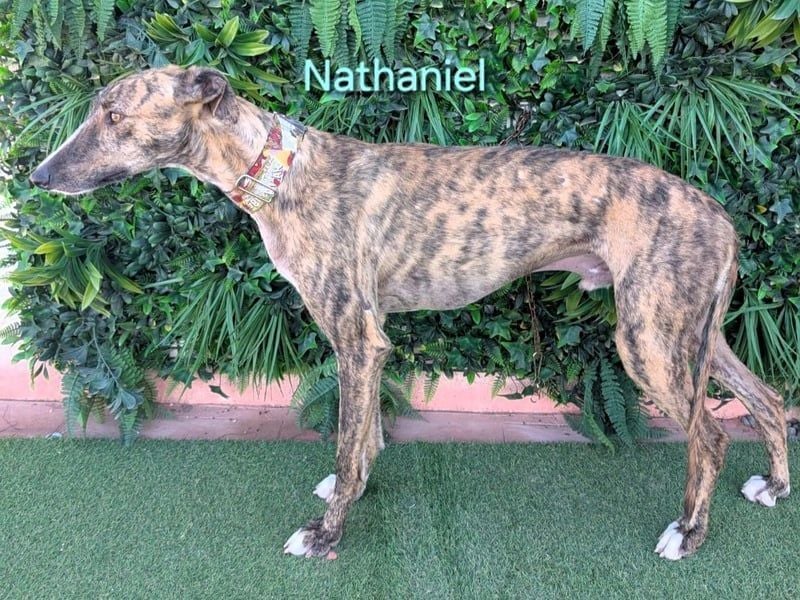 Nathaniel geb. 07/2021 (ESP) - lieber, ausgeglichener und verschmuster Galgo!