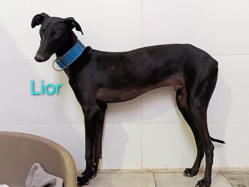 Lior geb. 11/2023 (ESP) - zärtlicher, wunderschöner Galgo!