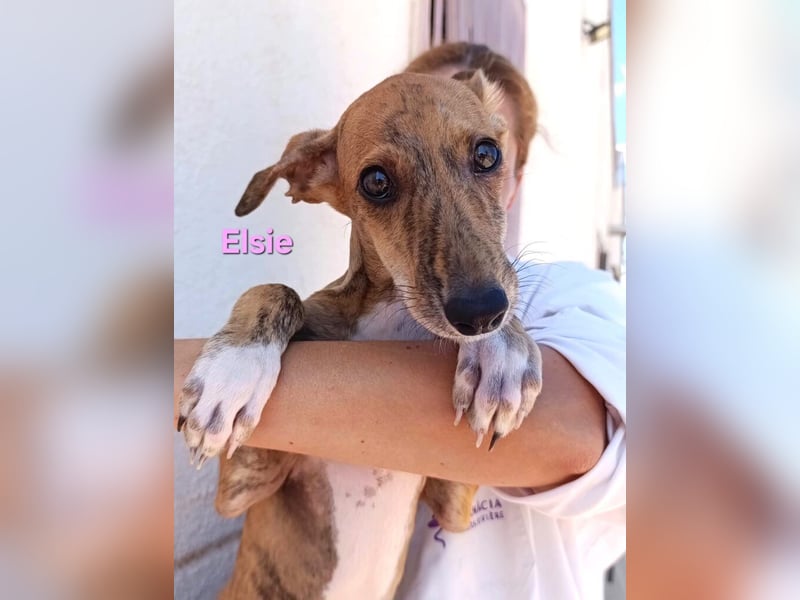 Elsie geb. 06/2026 (ESP) - verspielte Galgowelpin will die Welt entdecken!