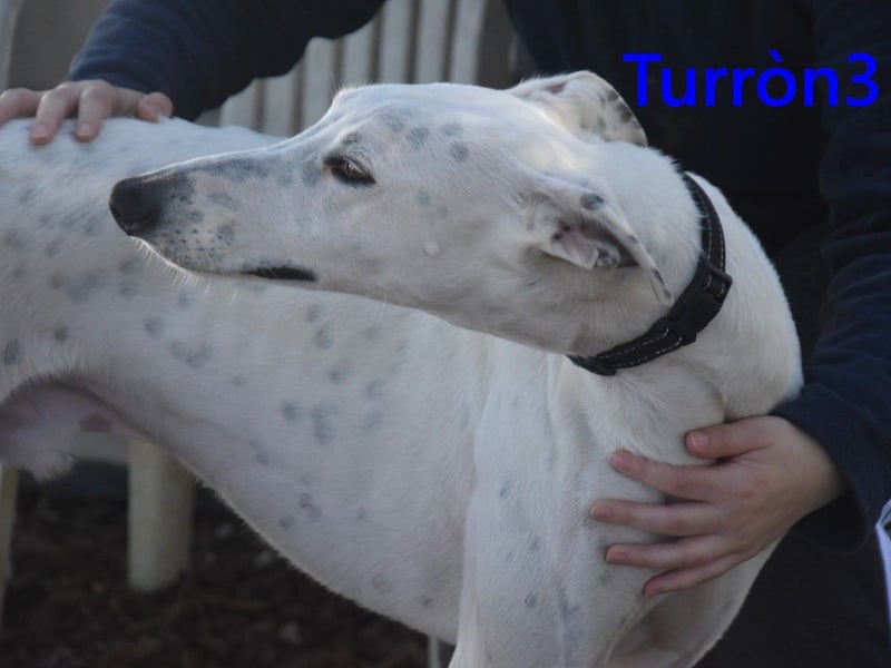 Turròn3 geb. 06/2022 (ESP) - außergewöhnlich schöner und liebevoller Galgo!