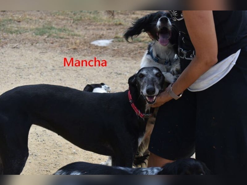Mancha geb. 06/2019 (ESP) - liebevolle, zärtliche Galga sucht ihre Menschen!