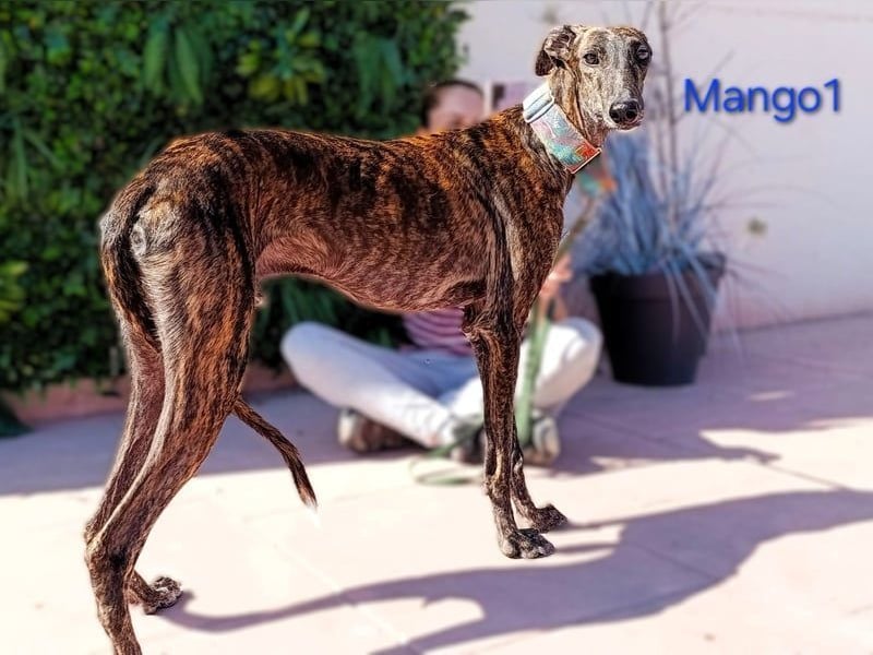 Mango1 geb. 09/2022 (ESP) - sanfter Galgo auf der Suche nach dem Glück!