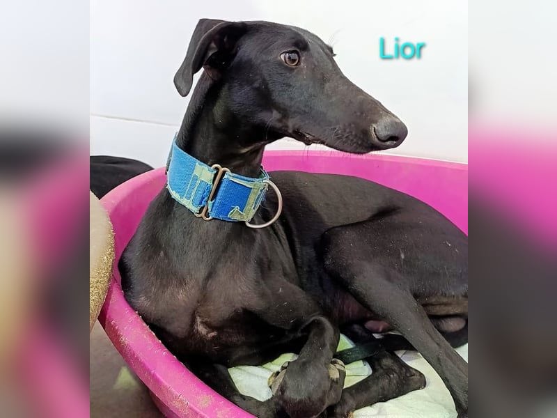 Lior geb. 11/2023 (ESP) - zärtlicher und unterwürfiger Galgo!
