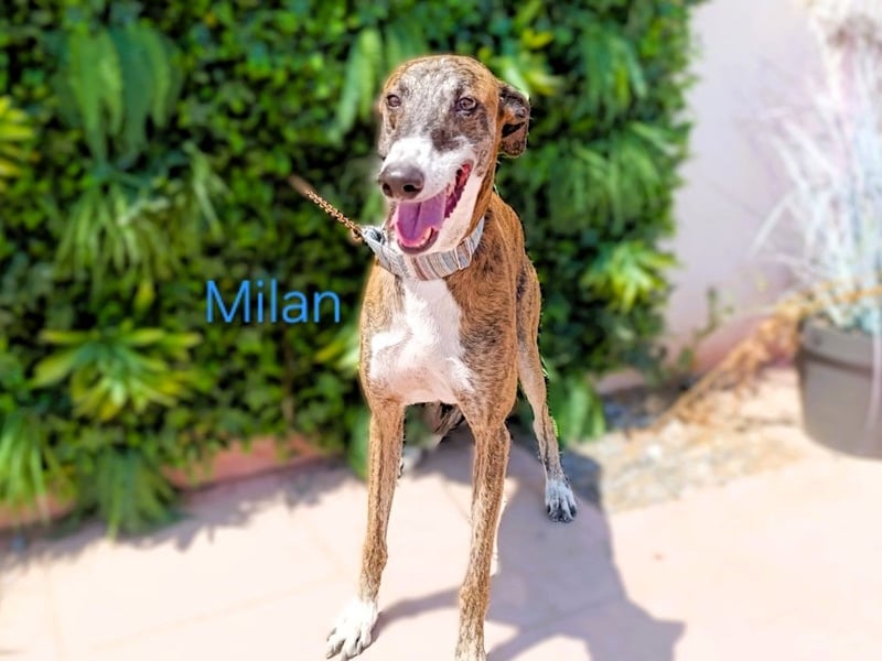Milan geb. 06/2020 (ESP) - ausgeglichener, anhänglicher und sanfter Galgo!