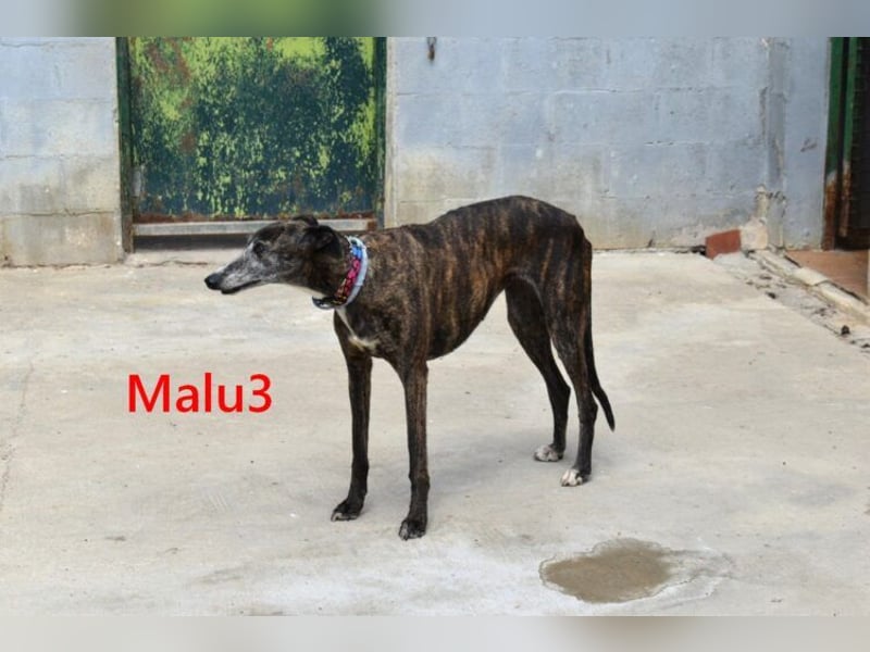 Malu3 geb. 02/2016 (ESP) - liebevolle Galga hat endlich ihr Glück verdient!