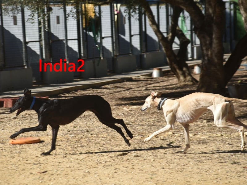 India2 geb. 07/2023 (ESP) - sehr freundliche und soziale, hübsche Galga!