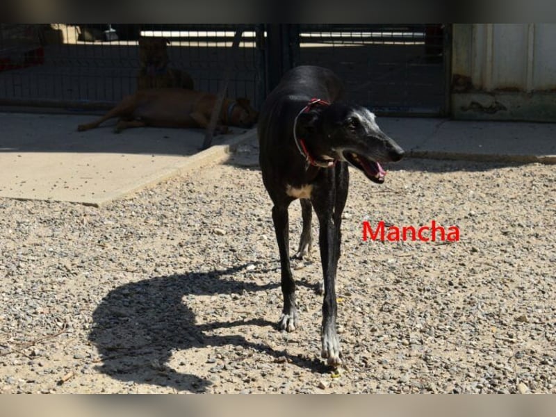 Mancha geb. 06/2019 (ESP) - liebevolle, zärtliche Galga sucht ihre Menschen!