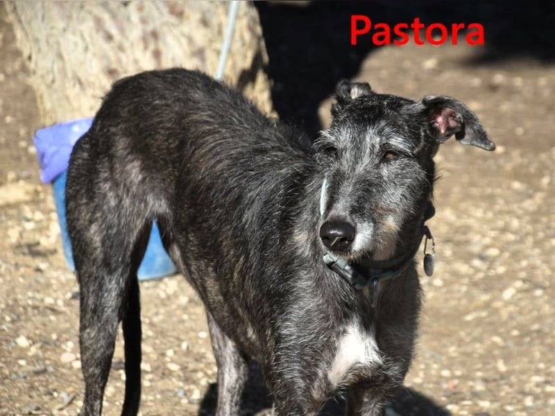 Pastora geb. 06/2021 (ESP) - liebevolle und verschmuste, rauhaarige Traum-Galga!