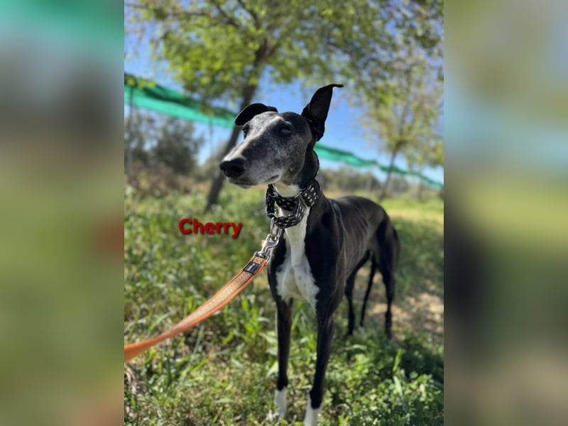 Cherry geb. 10/2021 (ESP) - wunderschöne, soziale Galga sucht ihre Menschen!