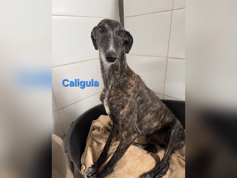 Caligula geb. 12/2020 (ESP) - eleganter, ganz besonderer Galgo!