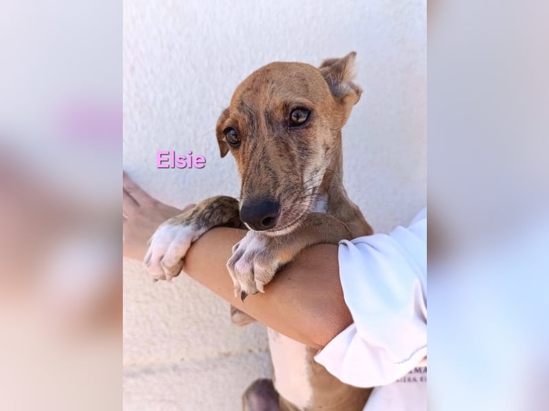 Elsie geb. 06/2026 (ESP) - verspielte Galgowelpin will die Welt entdecken!