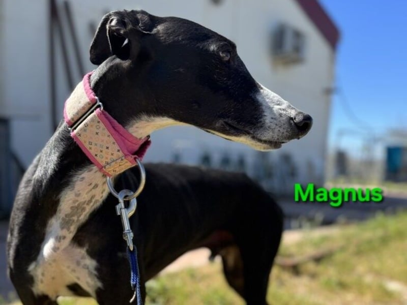 Magnus geb. 06/2019 (ESP) - edler Galgorüde. Ein echter Schatz sucht sein Körbchen!