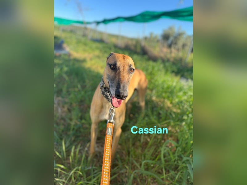Cassian geb. 07/2023 (ESP) - freundlicher und sozialer Galgo sucht liebevolles Zuhause!